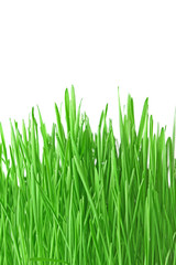 green grass isolated on white