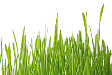 Fototapeta na wymiar green grass isolated on white