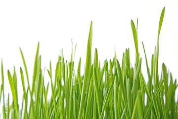 green grass isolated on white
