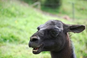 Fototapeta premium Curious Black Llama