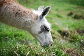 Grazing Llama