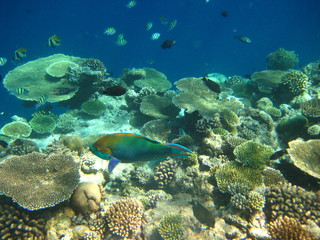 Fototapeta na wymiar Papageienfisch