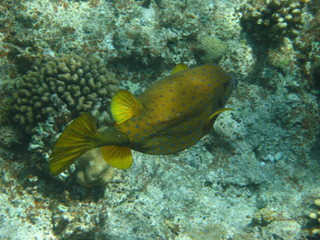 Kofferfisch