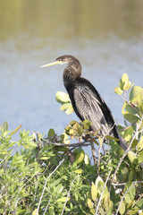 Anhinga On A Perch