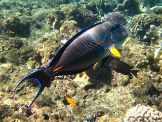 Arabischer Doktorfisch