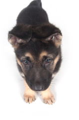 German Shepherd puppy on white