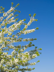Spring flowers blossom branch of  tree on blue sky