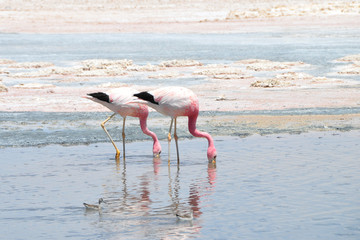 Flamants roses