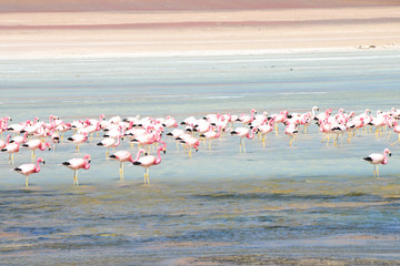 Fototapeta premium Flamants roses