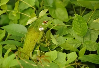 Papier Peint photo Lavable Caméléon Variable Lizard In The Green Background