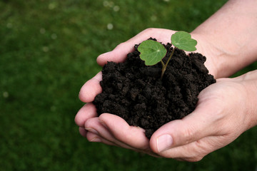 plant in hands