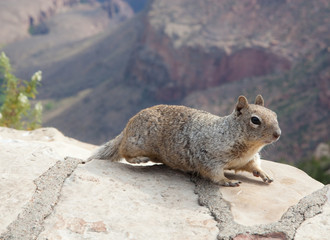Gopher in Grand Canyon National Park, USA