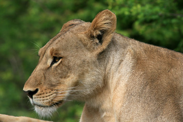 Fototapeta na wymiar Lion femelle