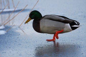Ente on Ice