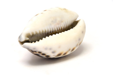 Muschel