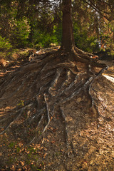 Tree roots