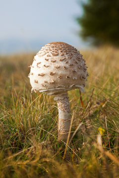 Parasol Mushroom, Macrolepiota Procera