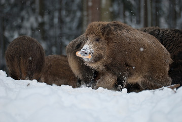 Wild Boar in snow
