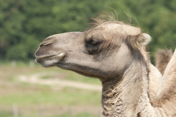 Camel