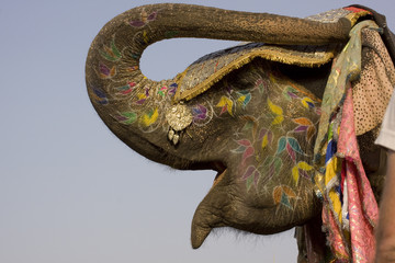 Obraz premium Colorful hand painted elephant , Holi festival , Jaipur, Rajasthan, India 