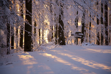 Sonne im schneebedeckten Wald