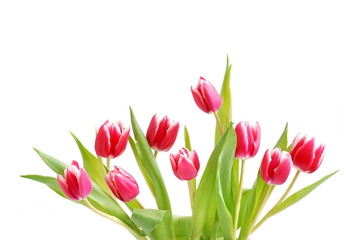 Tulpen