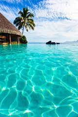 Palm tree hanging over infinity pool