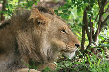 Lion mâle