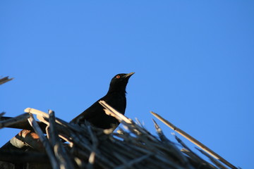 Pale-winged starling