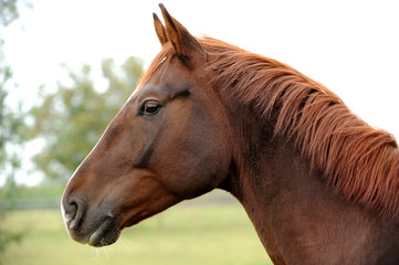 Fototapeta premium Pferde 96