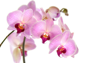 Fototapeta na wymiar Orchideen 11