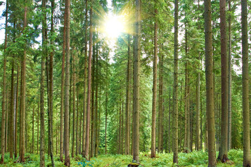 A sunny day in green forest