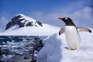 Deurstickers Pinguïn Pinguïn aan het einde van de aarde op Antarctica
