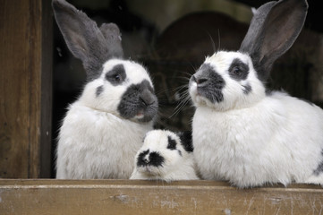Hasenfamilie im Stall