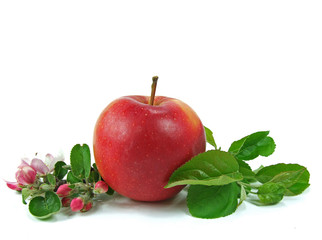 Apfel mit Blüte
