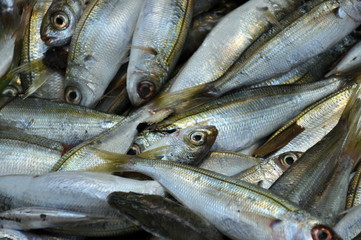 Obraz premium Fische
