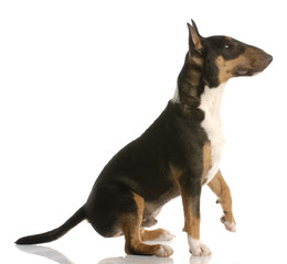 tri-color bull terrier sitting ready to shake a paw