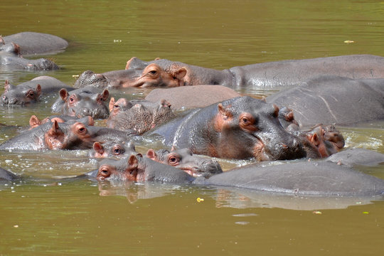 group of hippos in river Luvhuvhu, Kruger NP,South Africa