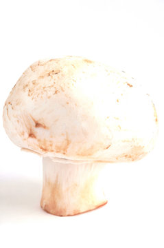 Le champignon de Paris