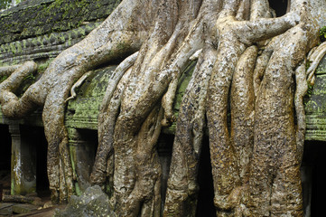 Angkor / Ta Prohm-Temple