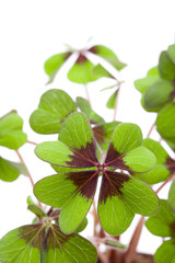 Vierblättrigers Kleeblatt