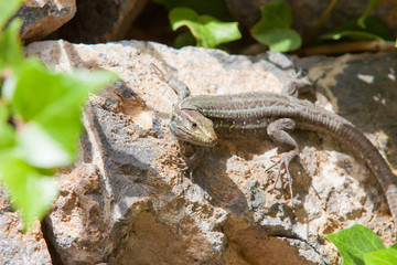 Gecko - Teneriffa