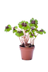 Vierblättrigers Kleeblatt