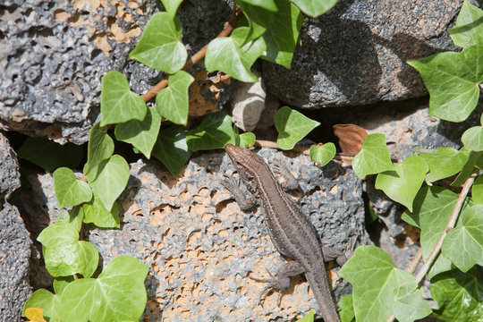 Reptil von Teneriffa - Reptile of Tenerife