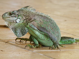 Obraz premium Iguane