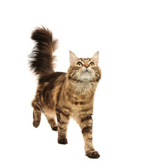 maine coon cat