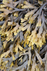 Kelp - maritime weed in Iceland