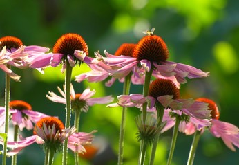Sonnenhut © Pixelmixel
