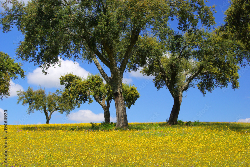 Sticker wiese mit korkeichen - meadow and cork oaks 15