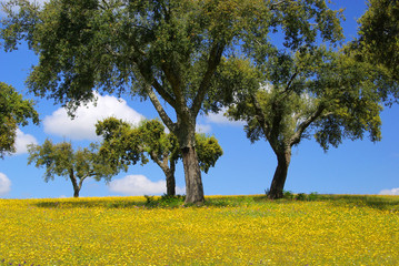 Wiese mit Korkeichen - meadow and cork oaks 15